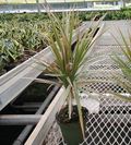 Marginata Bicolor